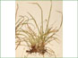 La plante de Carex pedunculata