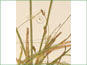 Les épis et les feuilles larges de Carex pedunculata