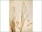 Le spécimen d'herbier de Carex petasata