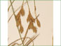 Les épis de Carex petasata avec les écailles brunes