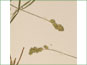 Les épis de Carex projecta avec les écailles vertes