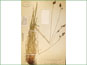 Le spécimen d'herbier de Carex raynoldsii