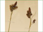 Les épis mâles et femelles de Carex raynoldsii