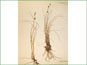 Le spécimen d'herbier de Carex saxatilis