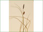 Les épis de Carex saxatilis 