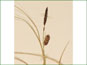 Les épis le mâle (le sommet) et la femelle (le fond) de Carex saxatilis
