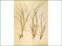 Le spécimen d'herbier de Carex saximontana