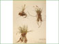 Le spécimen d'herbier de Carex supina var. spaniocarpa