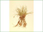 La plante de Carex supina var. spaniocarpa avec les épis