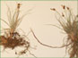 La plante de Carex supina var. spaniocarpa avec les rhizomes