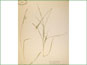 Le spécimen d'herbier de Carex tetanica