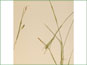 Les épis et les feuilles de Carex tetanica