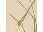 Les épis mâles (petits) et femelles (grandes) de Carex tetanica