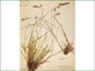 Le spécimen d'herbier de Carex vulpinoidea var. vulpinoidea