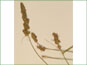Les épis de Carex vulpinoidea var. vulpinoidea avec les bractées courtes
