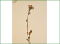 La plante fleurissant de Castilleja coccinea