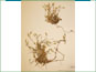 Le spécimen d'herbier de Cerastium alpinum