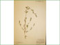 Le spécimen d'herbier de Chenopodium atrovirens