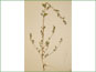 La plante divergée d'atrovirens de Chenopodium