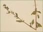 La branche de Chenopodium atrovirens avec les fleurs
