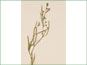 La plante de Chenopodium subglabrum avec les fleurs