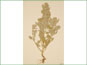 La plante de Chenopodium watsonii avec les fleurs et les feuilles vertes légères