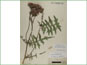 Le spécimen d'herbier de Cirsium muticum