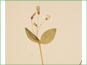 La plante de Claytonia lanceolata var. lanceolata avec des feuilles opposées