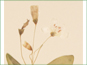 La fleur blanche avec cinq étamines orange