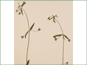 Collinsia parviflora avec les petites fleurs