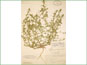 Le spécimen d'herbier de Corispermum villosum