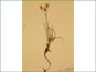 La plante de Crepis atribarba avec une racine épaisse