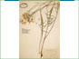 Le spécimen d'herbier  de Crepis intermedia