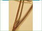 Hairy stem of Crepis intermedia