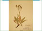 Le spécimen d'herbier de Crepis occidentalis ssp. costata