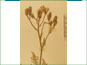 Flowering branch of Crepis occidentalis ssp. costata
