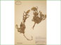Herbarium specimen of Cryptantha celosioides