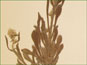 Les feuilles basaux et poilus de Cryptantha celosioides