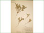 Herbarium specimen of Cryptantha minima