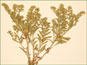 La plante de Cryptantha minima avec les feuilles poilues