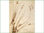 Le spécimen d'herbier de Cyperus schweinitzii