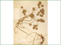 Herbarium specimen of Cyperus strigosus