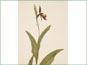 La plante de Cypripedium arietinum avec les fleurs