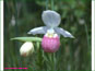 Large white and pink flower of Cypripedium reginae