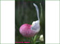 Side view of Cypripedium reginae flower