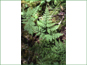 Cystopteris montana in moist woods
