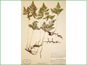 Le spécimen d'herbier de Cystopteris montana