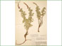 Le spécimen d'herbier de Dalea villosa var. villosa