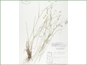 Le spécimen d'herbier de Danthonia californica