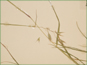 Les épis et les feuilles de Danthonia californica